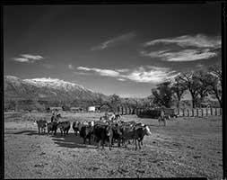 Herding Cattle at Deep Hole Ranch | William Binzen Photography
